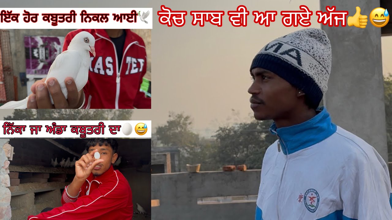 ਕੋਚ ਸਾਬ ਵੀ ਆ ਗਏ ਅੱਜ👍😅|| ਇੱਕ ਹੋਰ ਕਬੂਤਰੀ ਨਿਕਲ ਆਈ🕊|| ਨਿੱਕਾ ਜਾ ਅੰਡਾ ਕਬੂਤਰੀ ਦਾ🥚😅||#views #kabootar 