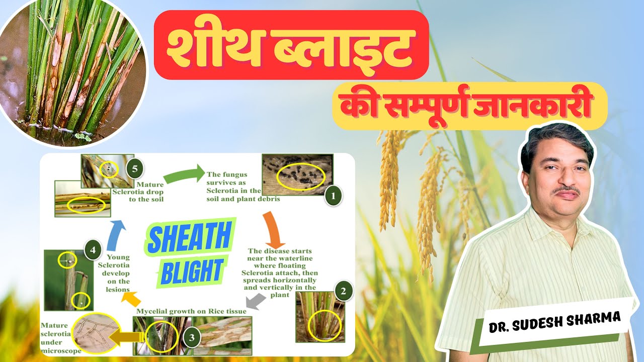 Sheath Blight Disease Control in Rice | धान की फसल को शीथ ब्लाइट से कैसे बचाएं? जानें राज़!
