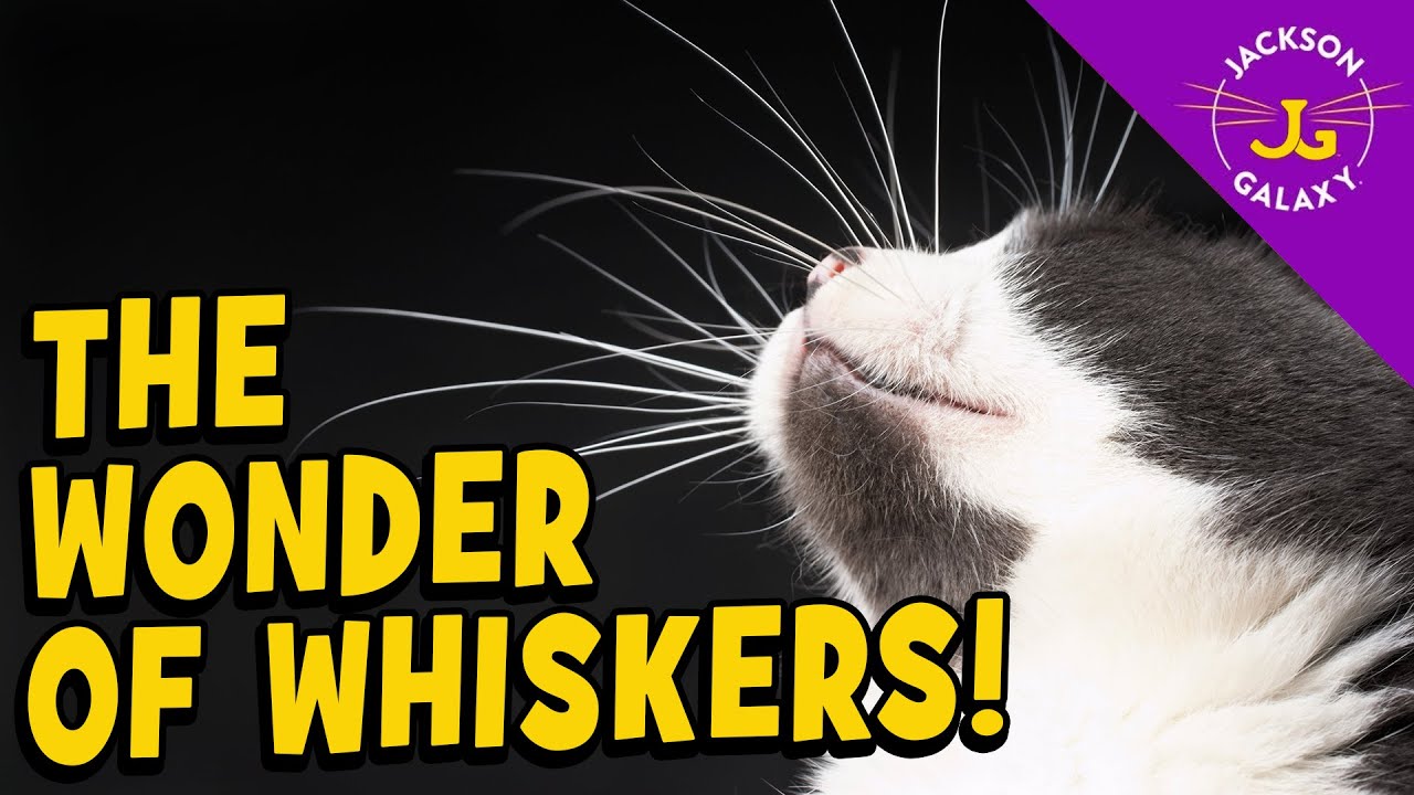 Why Do Cats Have Whiskers?