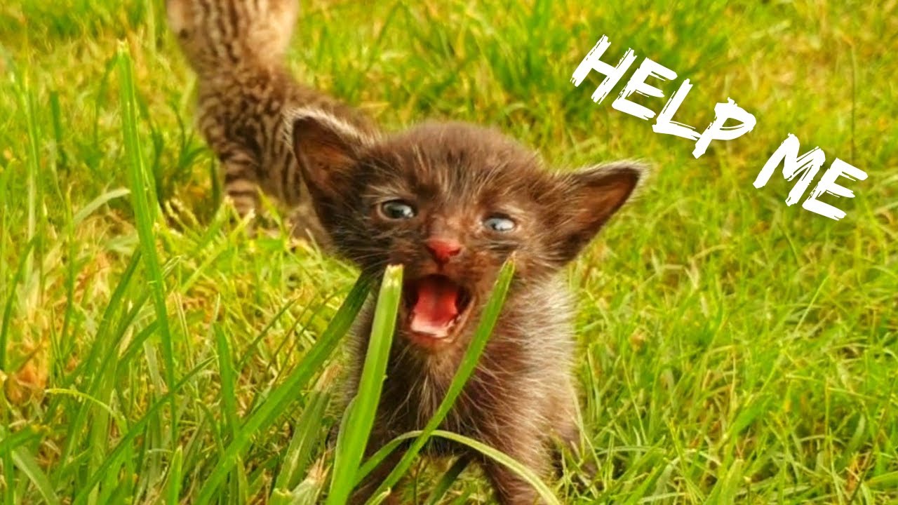 Homeless Kitten Waiting for Mama, Now Safe and Loved