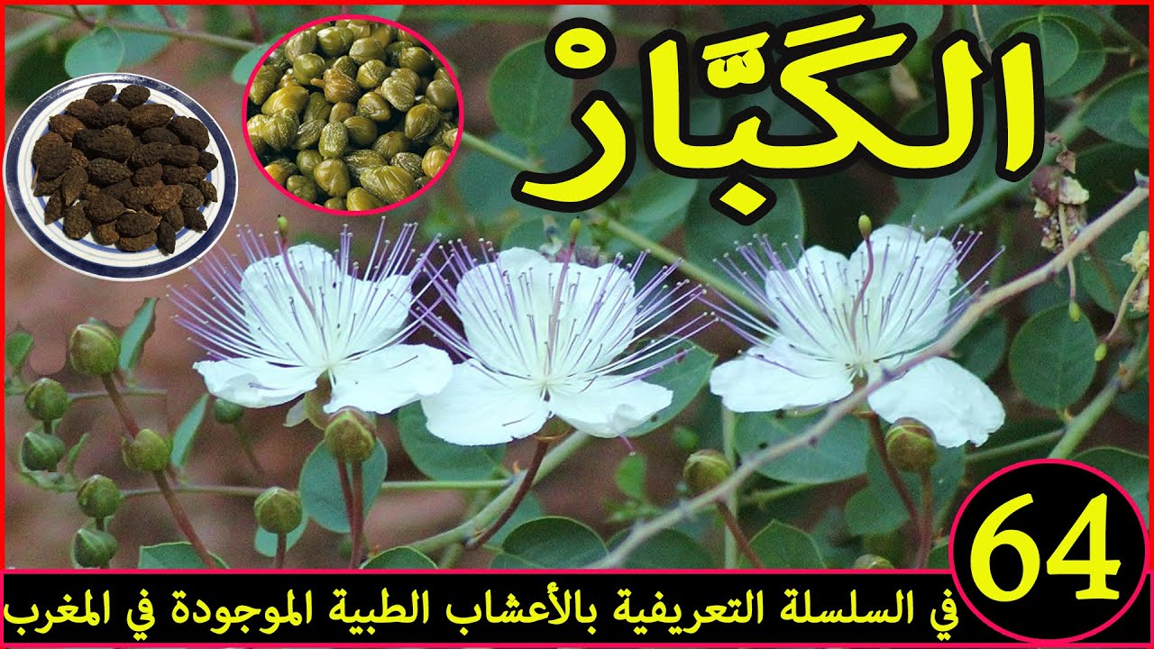 الكبار العشبة 64 من السلسلة التعريفية بالأعشاب الطبية الموجودة في المغرب