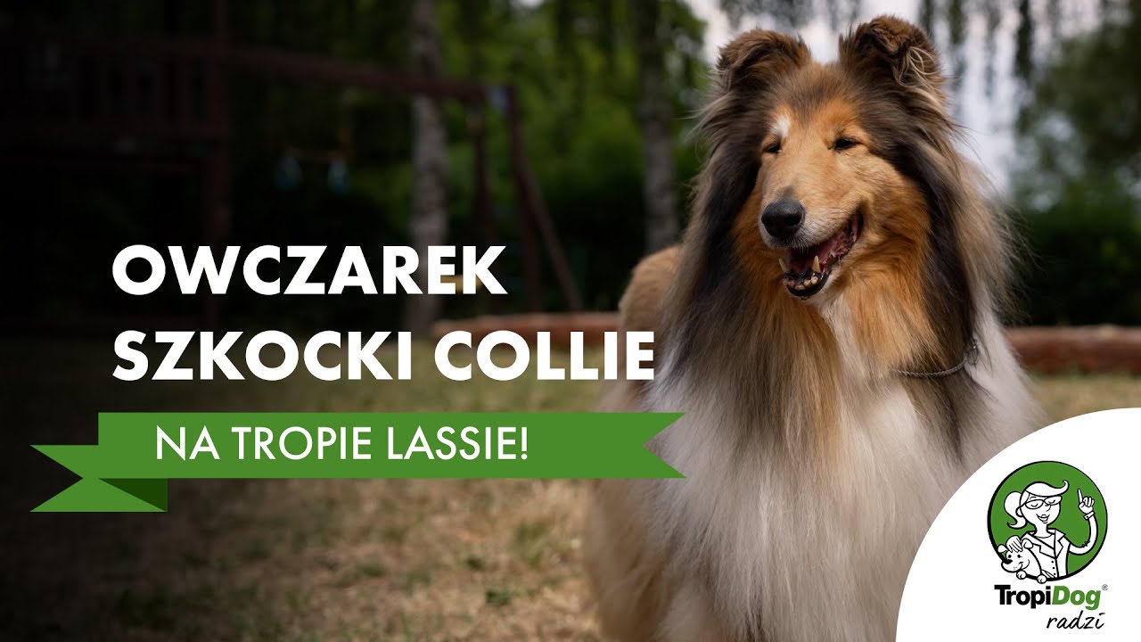 Owczarek szkocki collie - jak Lessie zdobyła serca milionów ludzi