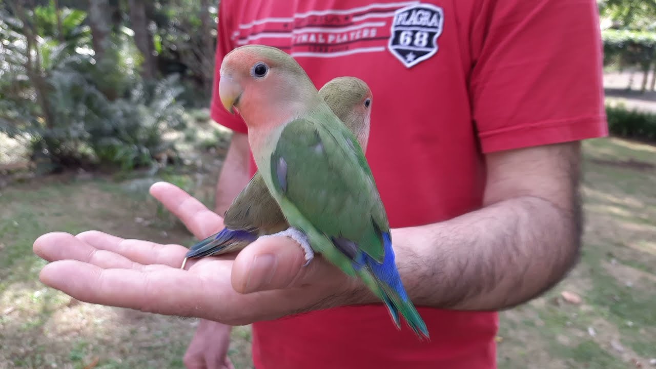 AGAPORNIS MANSOS!!!