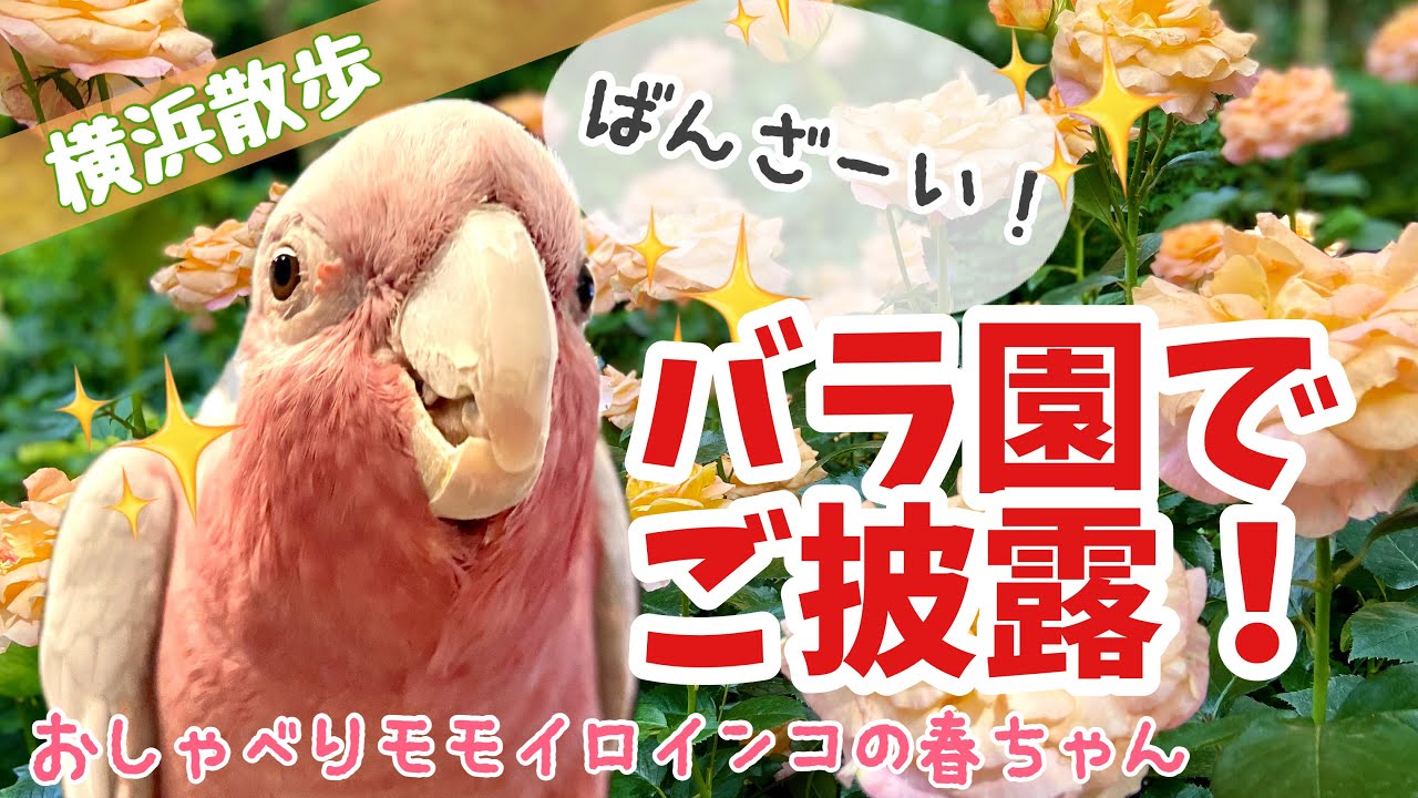 【港の見える丘公園】交流が楽しい♪横浜バラ散歩【おしゃべりモモイロインコの春ちゃん】