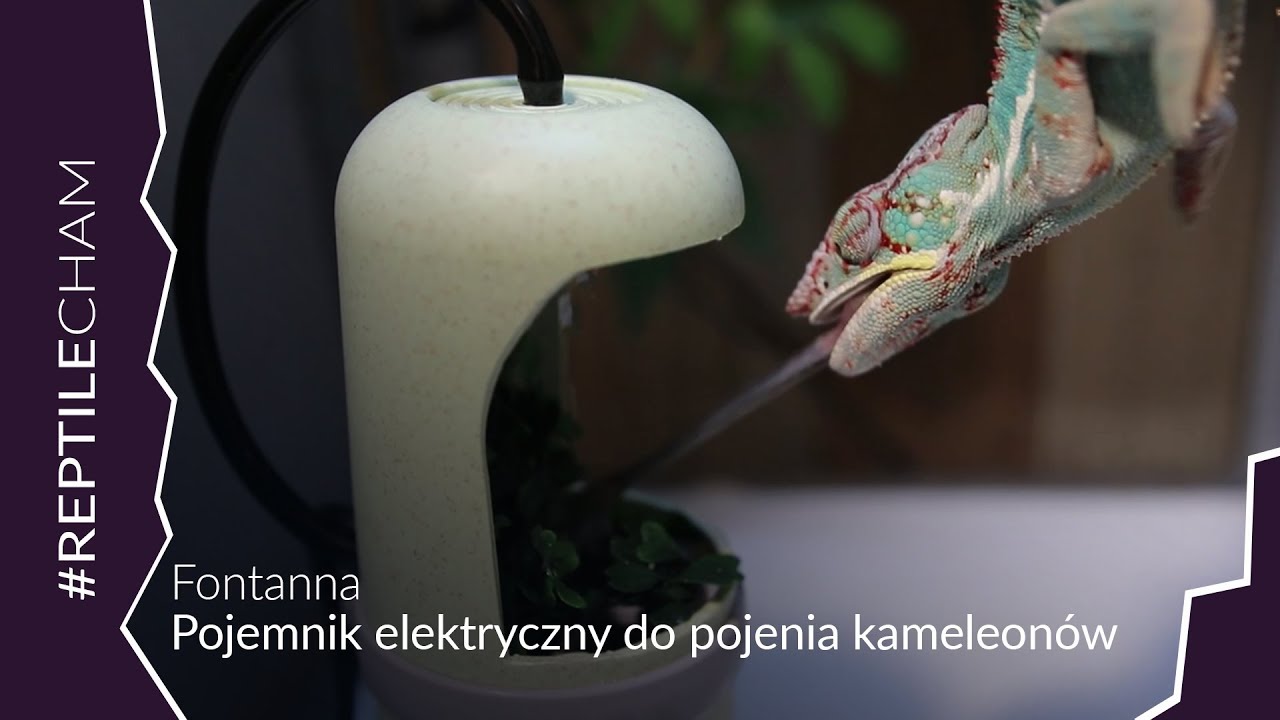 Fontanna? Pojemnik elektryczny dla kameleona! TEST!