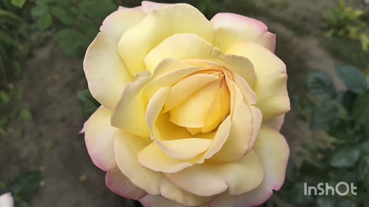 🌹🧐🤔Панацея в моїх трояндаріях.Продовження другої хвилі квітування троянд