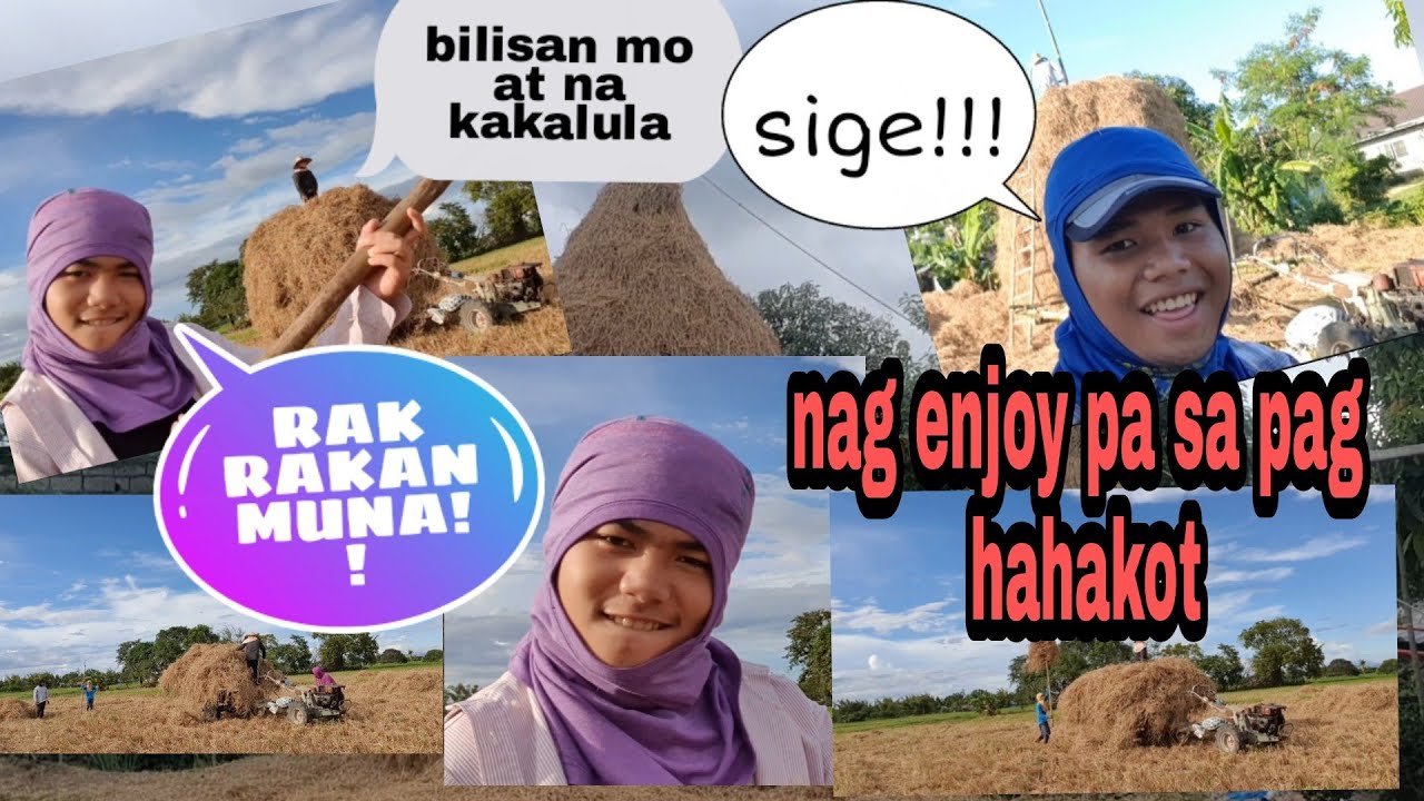 pag hahakot  ng dayami at pag gawa ng Mandala,para pag kain ng kalabaw sa panahon ng tag ulan