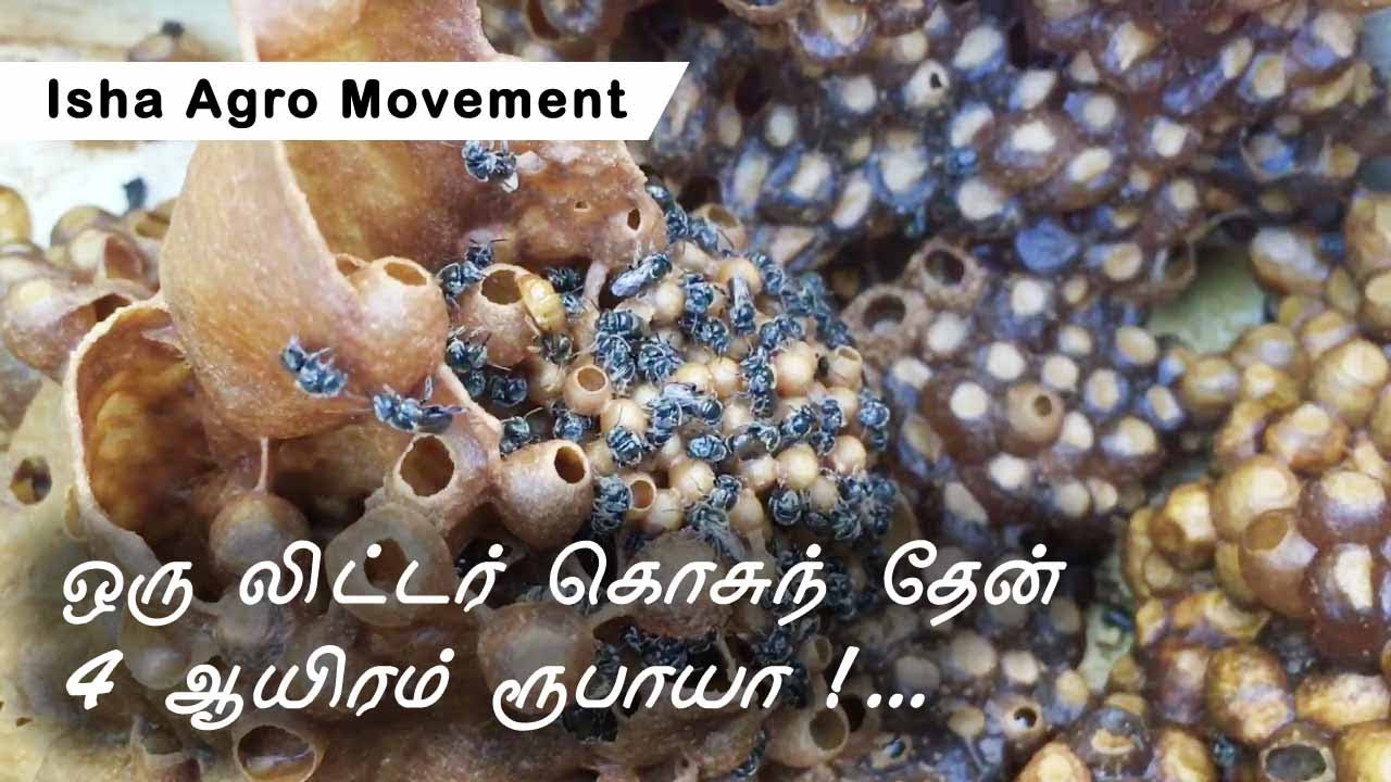 தமிழ்நாட்டில் அழிந்து வரும் கொசுத் தேன் (stingless_bee)