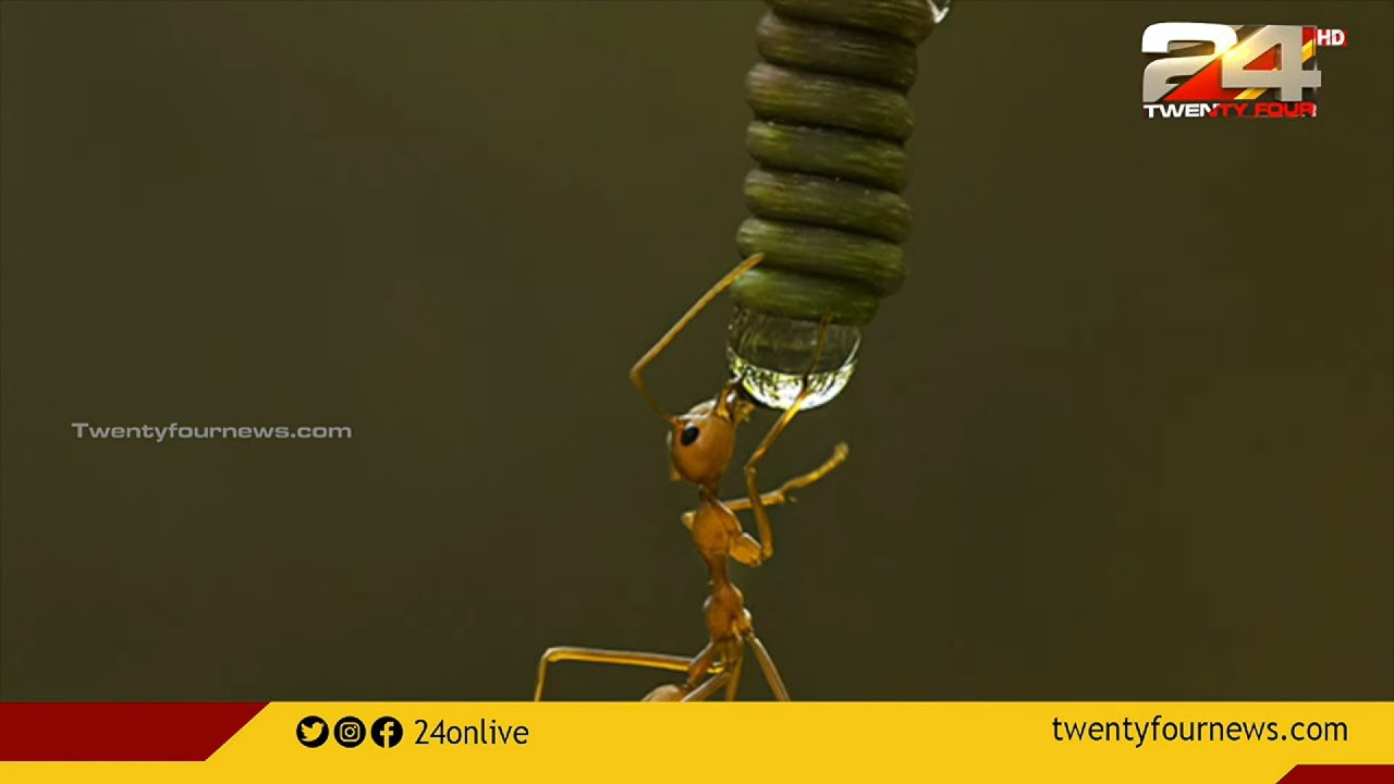 മാക്രോ ഫോട്ടോഗ്രാഫിയിൽ തന്റേതായ ഇടം കണ്ടെത്തി തൃശൂർ സ്വദേശിയായ അനീഷ്  | Macro Photography
