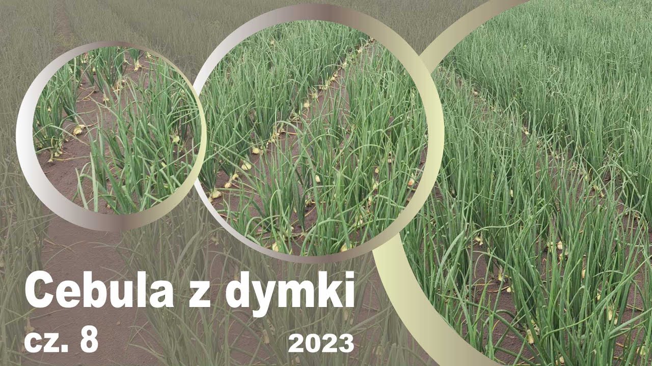 Cebula z dymki sezon 2023 cz. 8 🧅🧅🧅