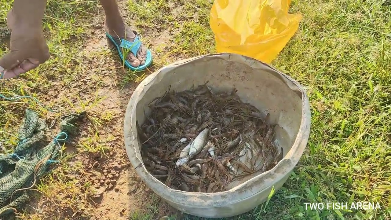 How to use umbrella fish trap@annuponnus99955 