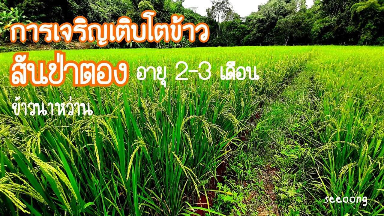 อัพเดท นาข้าว การเติบโตในช่วงอายุ 2-3 เดือน