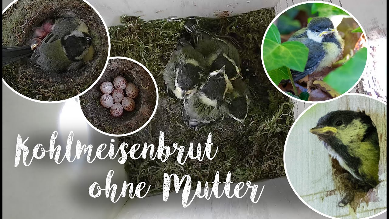 Erfolg bei der Kohlmeisenbrut trotz Verlust der Mutter / Great tit brood lost its mother
