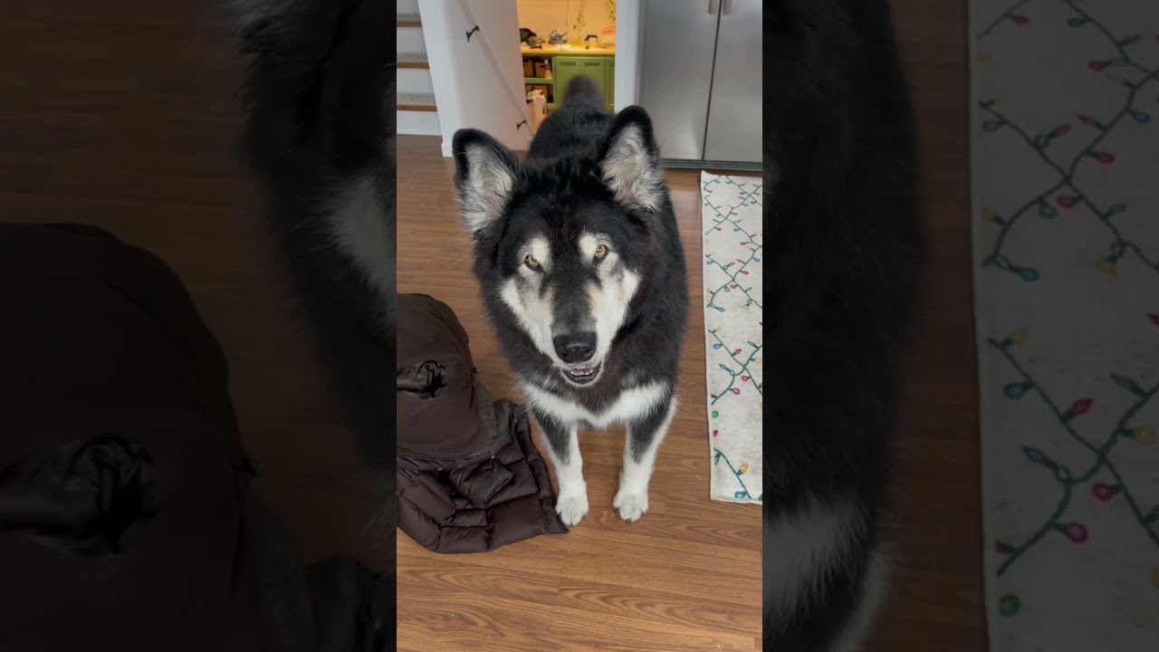 Talking Alaskan Malamute doesn’t understand mom is sick 