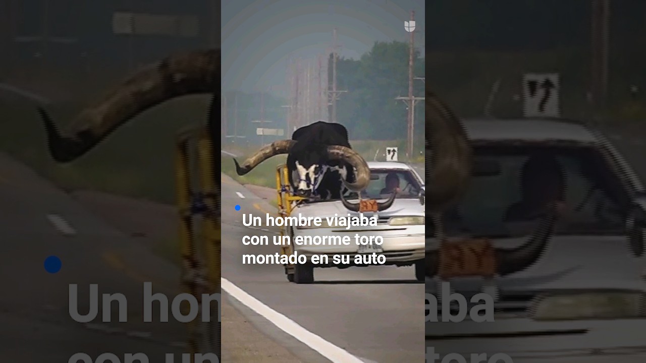 🐂 Detienen a conductor por llevar en su auto a un gran toro en el asiento del copiloto