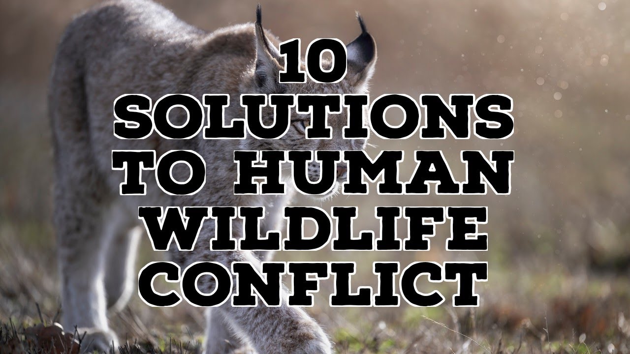 10 SOLUTIONS TO HUMAN WILDLIFE CONFLICT