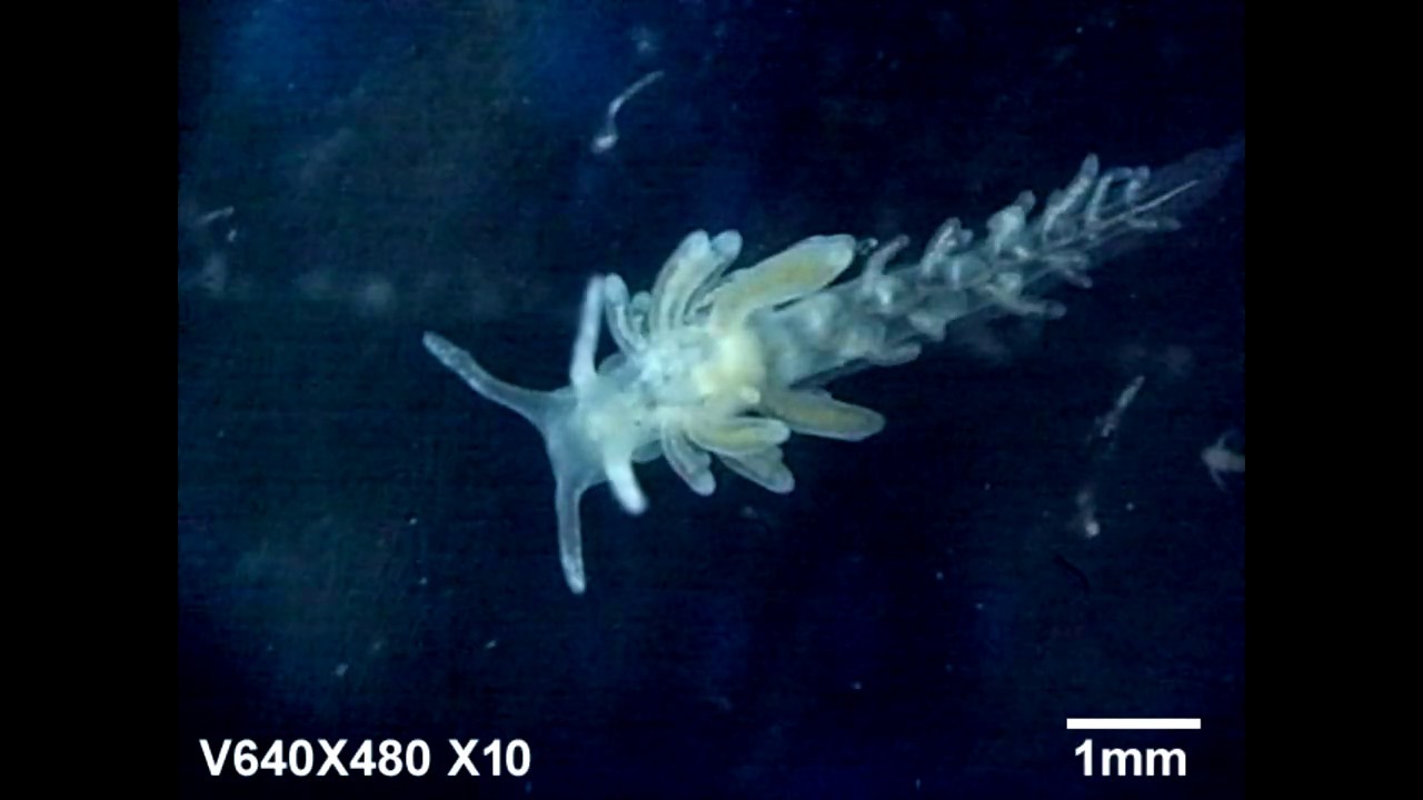 Caprellidae aquarium(Part 5)