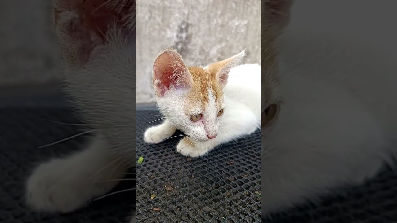 My Cat's Kittens funny #new #newbornkittens #kittens #newbornpets #cute #mothercat 