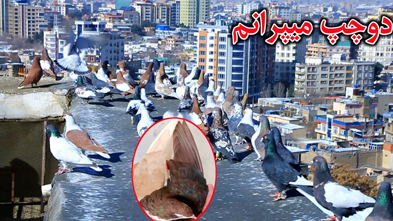 کفتر #دوچپ میپرانم - هیچ کفتر نمانده شوق نکرده باشم  || کفتر دوچپ تا ۲۰۰،۰۰۰ هزار افغانی | واژه میهن