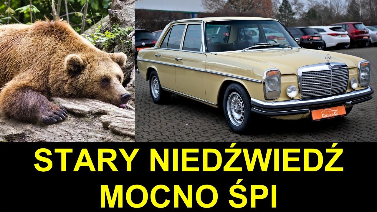 Puchatek: Mercedes Benz W114 z Niemiec