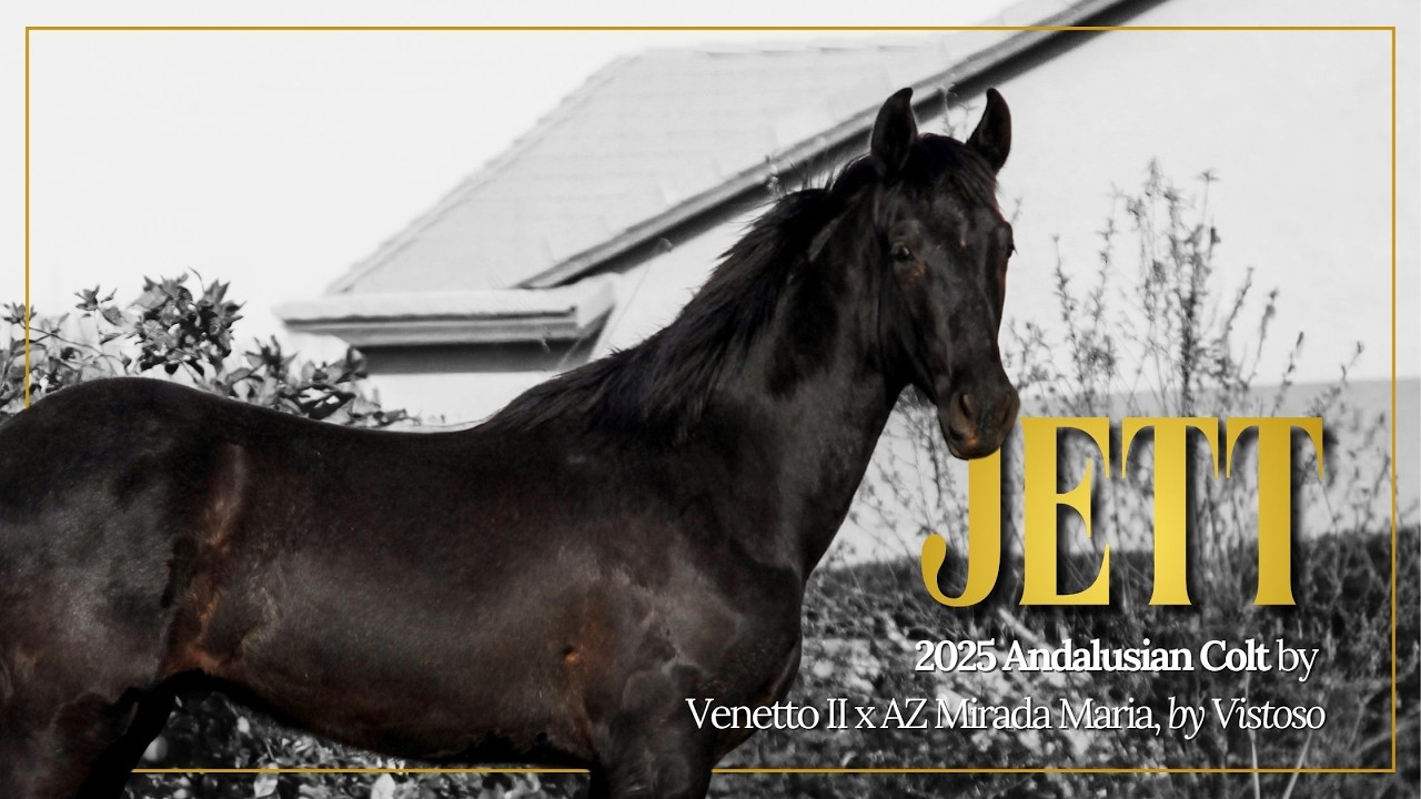 Jett | 2025 Andalusian Colt for sale 