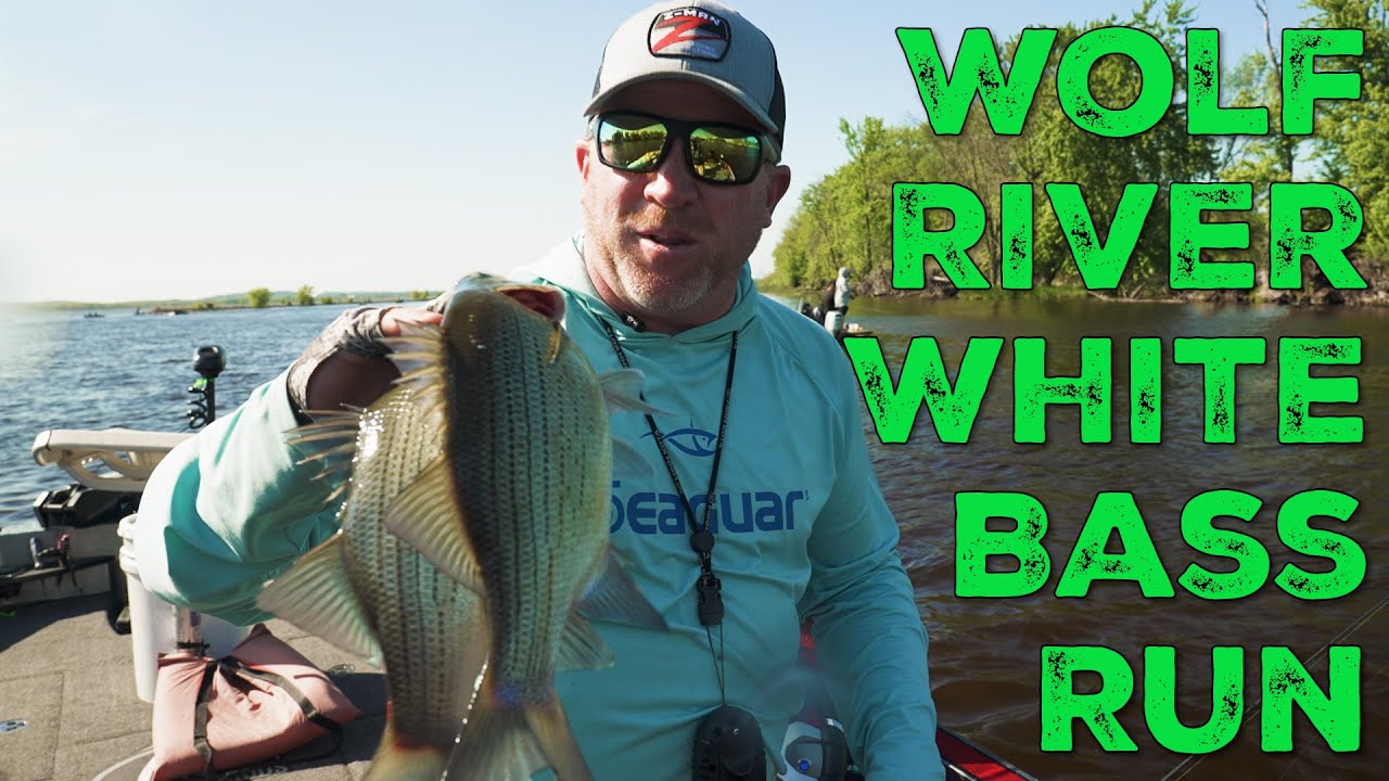 Wolf River White Bass Run!