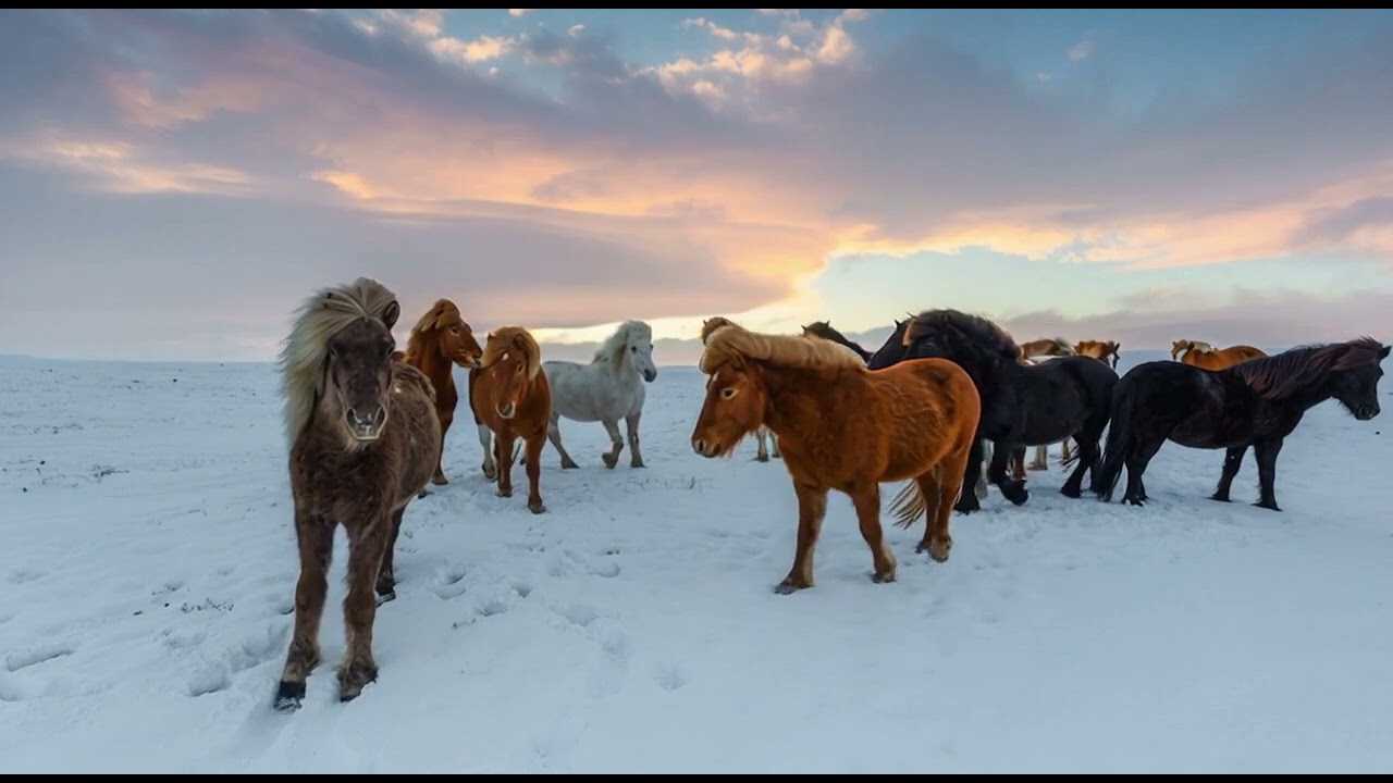 Caii 🐎❤️ salbatici din ? 