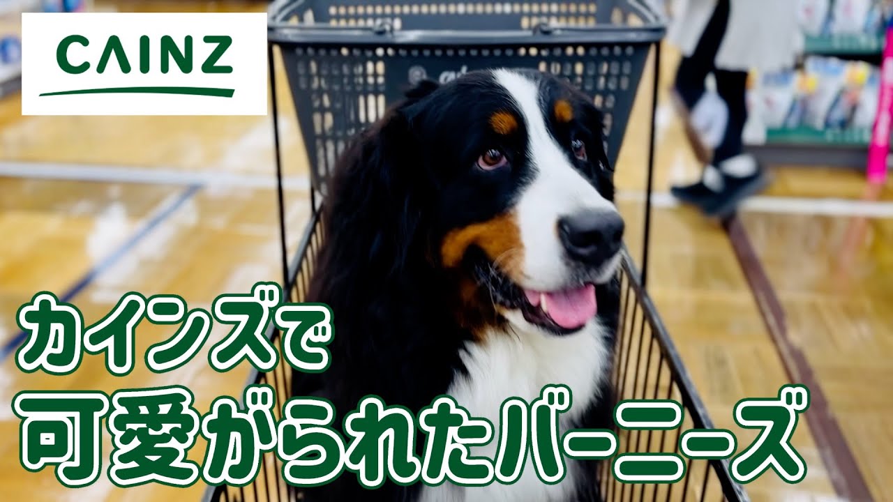 カインズでたくさんの人に可愛がられたバーニーズマウンテンドッグ