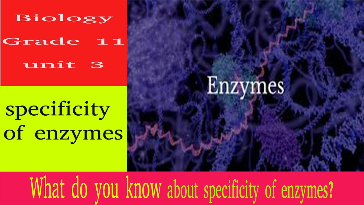 specificity of enzymes