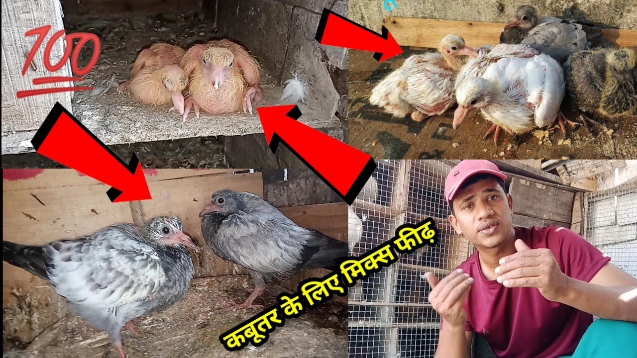 Pigeons Best Feed and mix food || kabootar ke liye Sab se Acha Dana