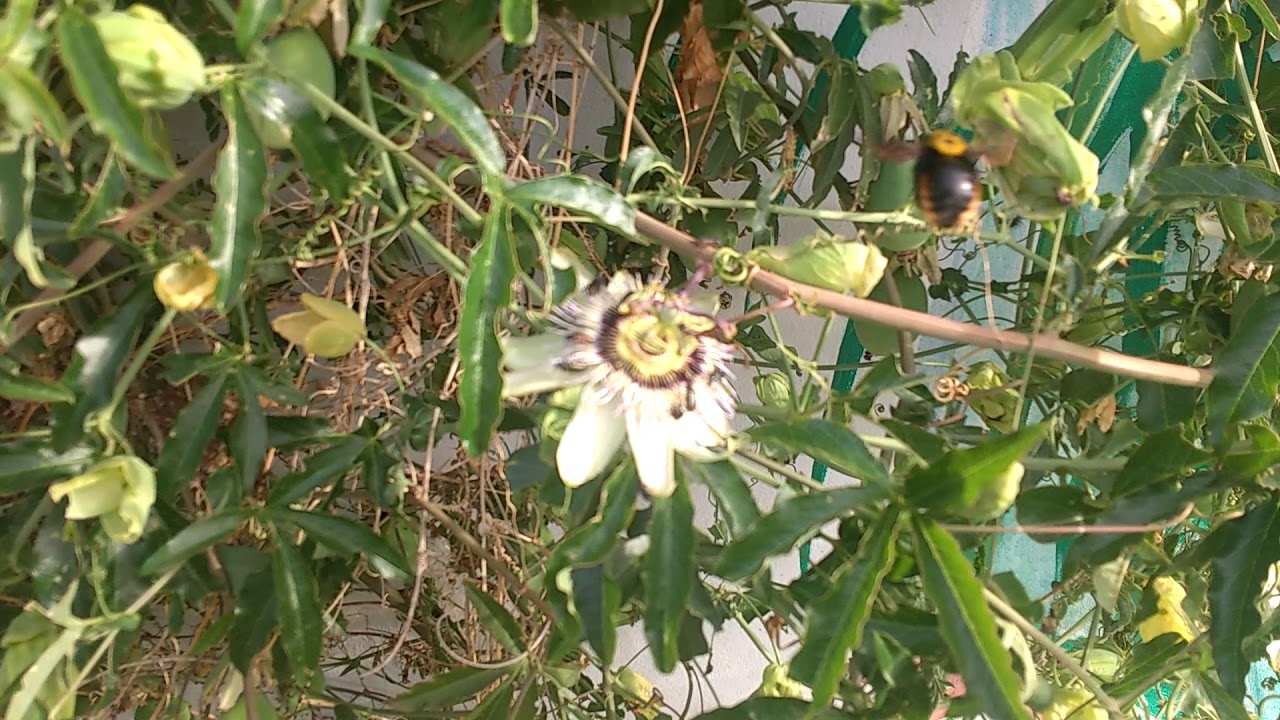 Simbiosis para la huerta: la pasionaria y las mariposas