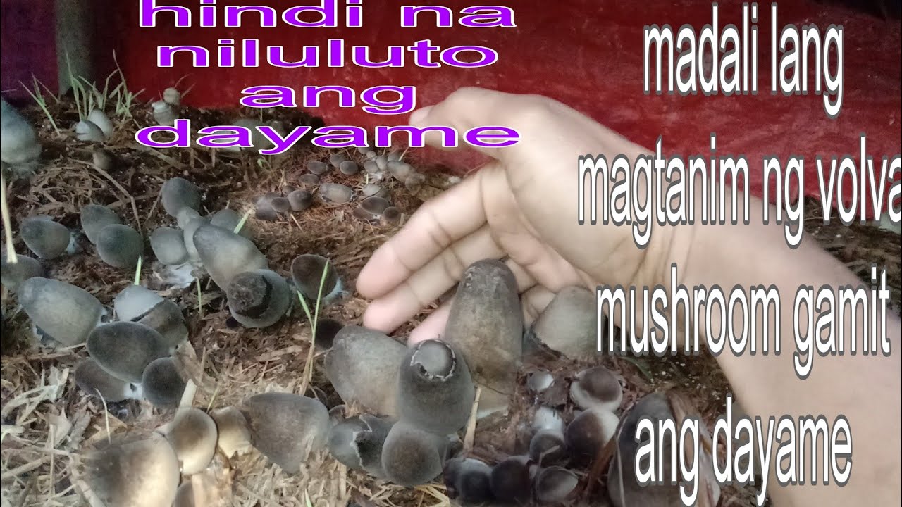 Paano magtanim ng mushroom sa dayame || volva mushroom