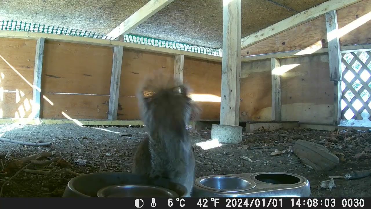 Hut Squirrels 2/17/28