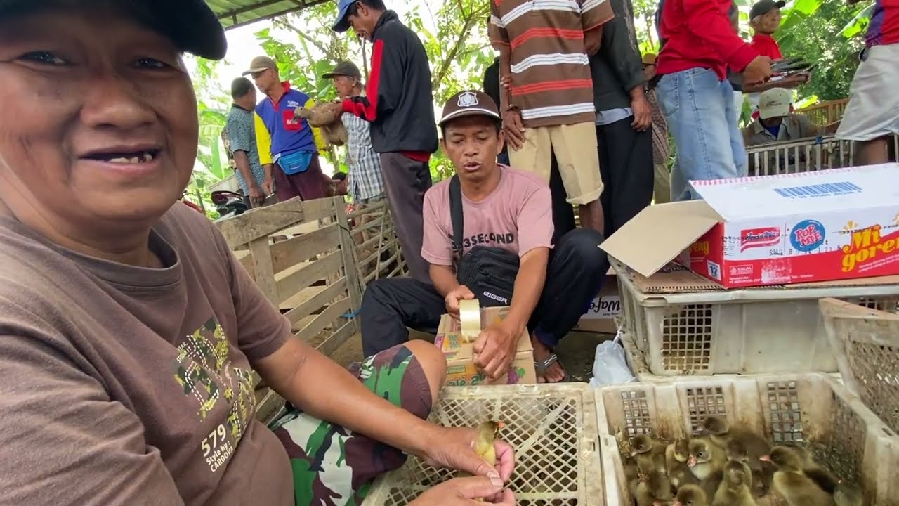 Pasaran Harga Meri Itik Bebek Kalung Entok Anakan Pecah Telur Pasar Minggu Pon Bandongan Magelang
