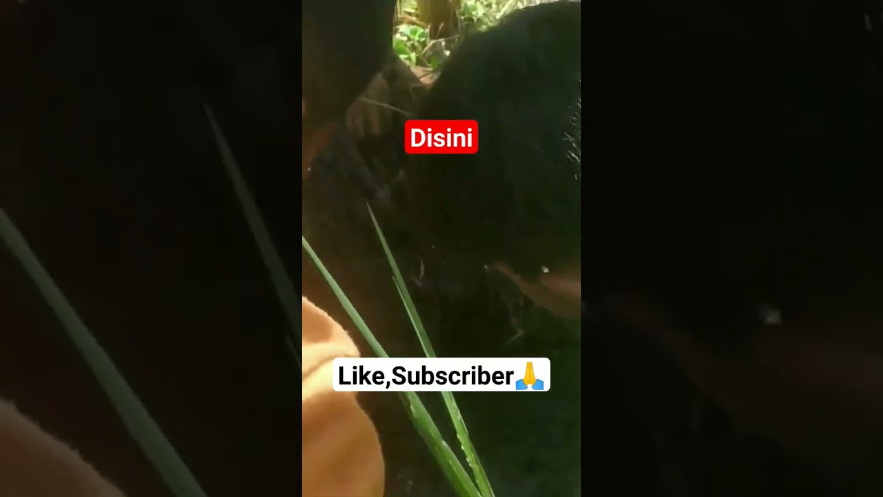 Disini