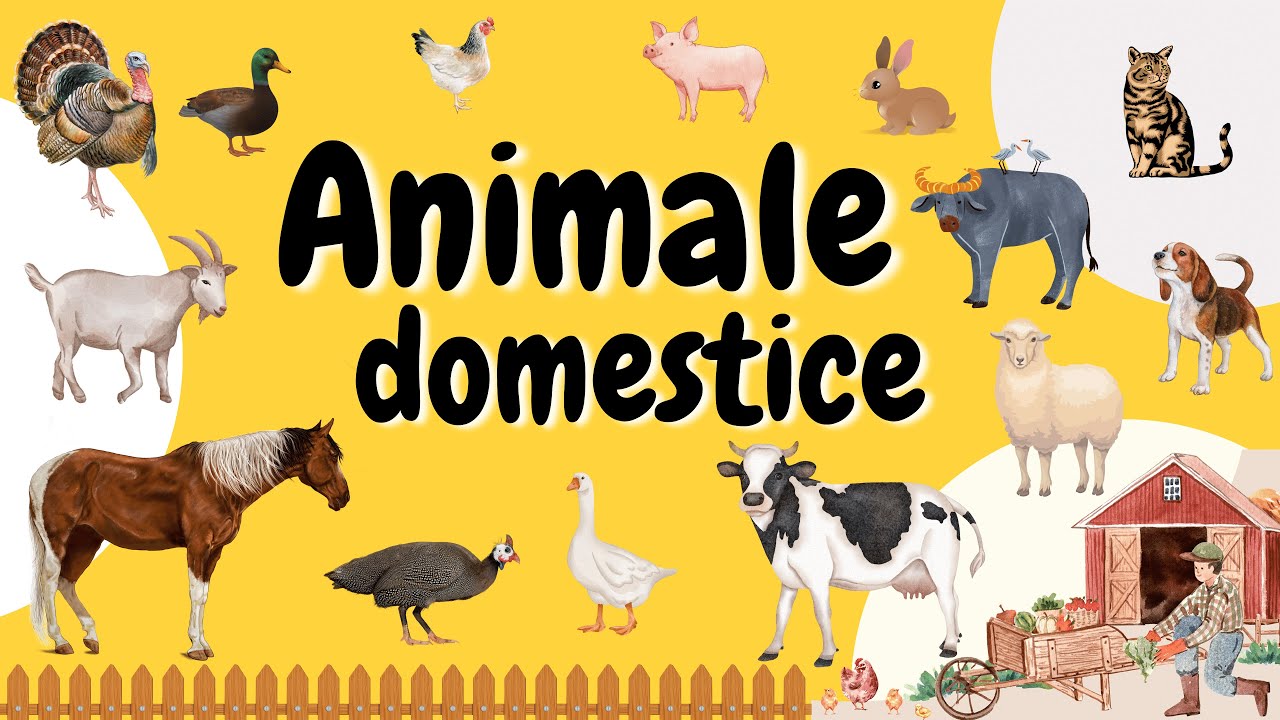 Animale domestice | Sunete reale de la vaca, gaina, gasca, magar, porc