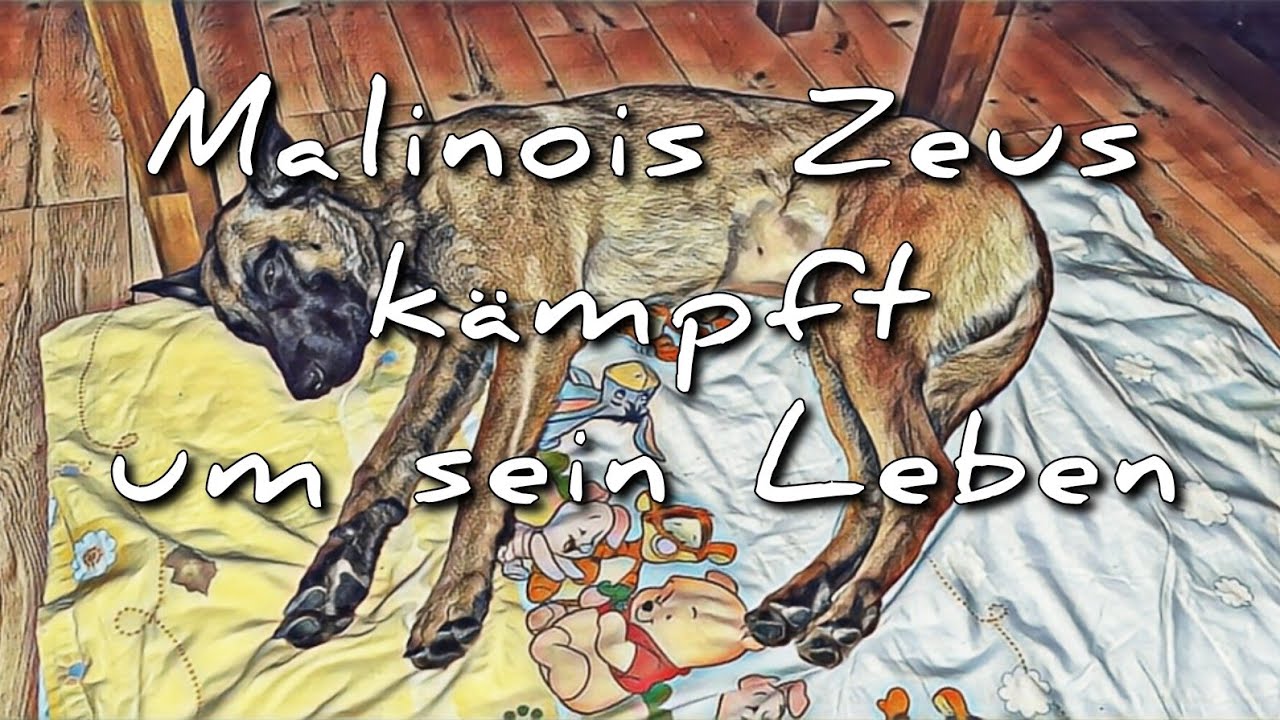 Malinois Zeus kämpft um sein Leben - Belgischer Schäferhund