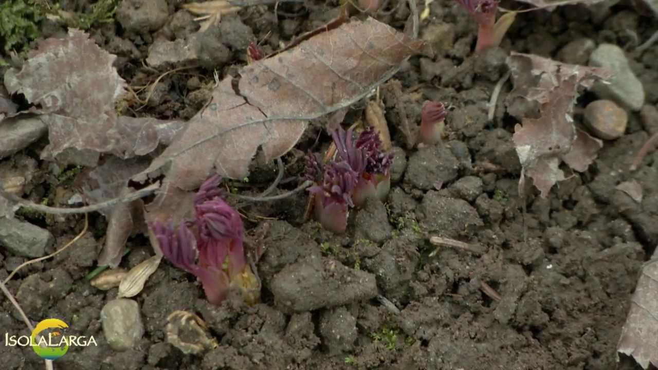 Dicentra spectabilis propagazione