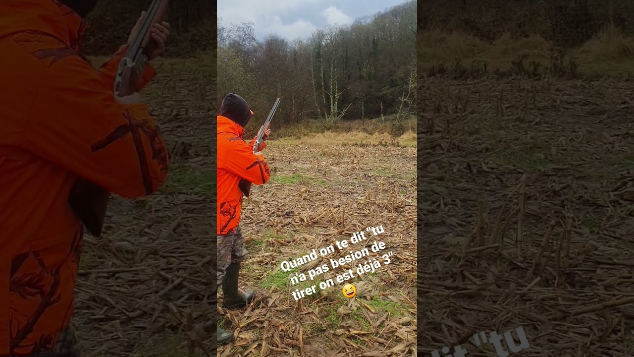 chasse aux sangliers, un beau loup&eacute; !