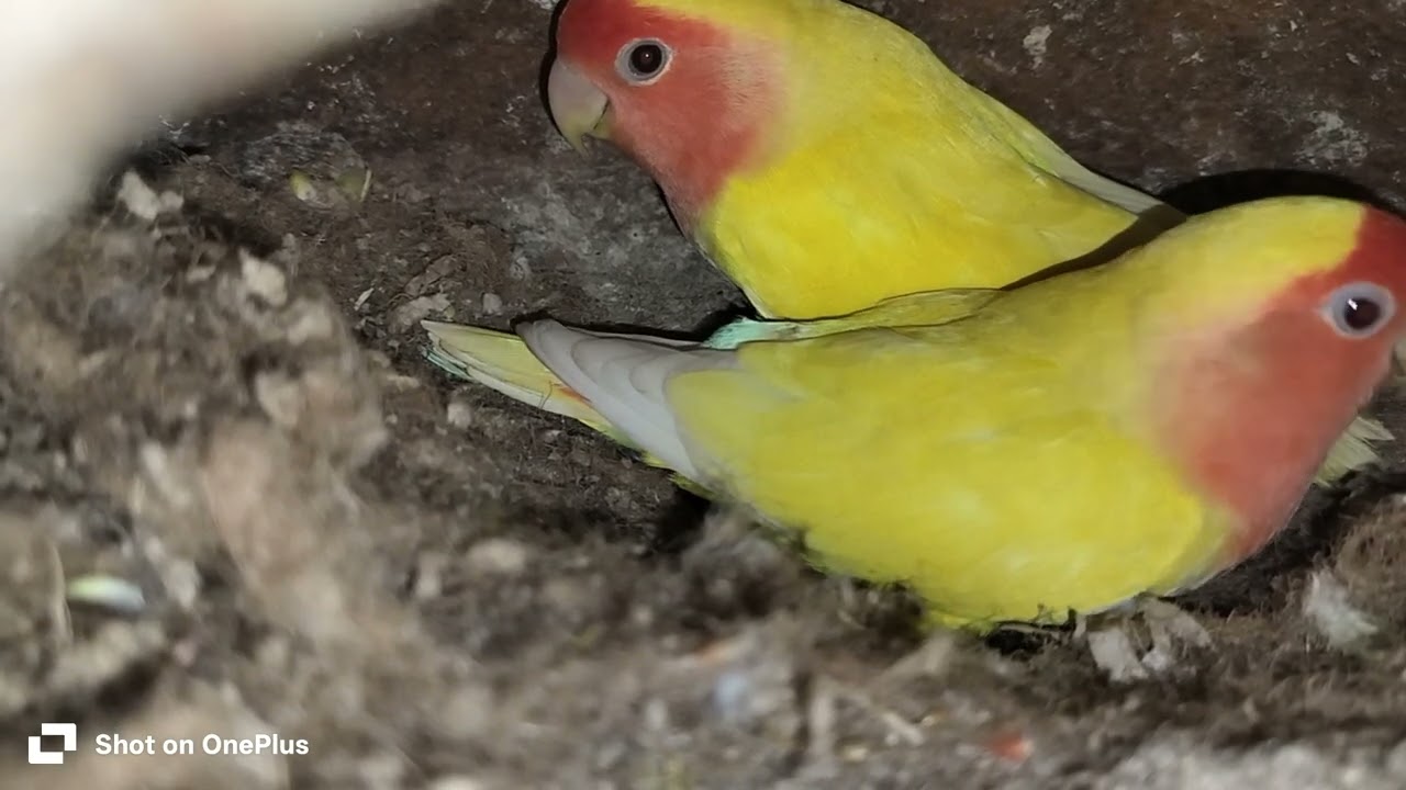 Lutino love birds 😃🦜🪺