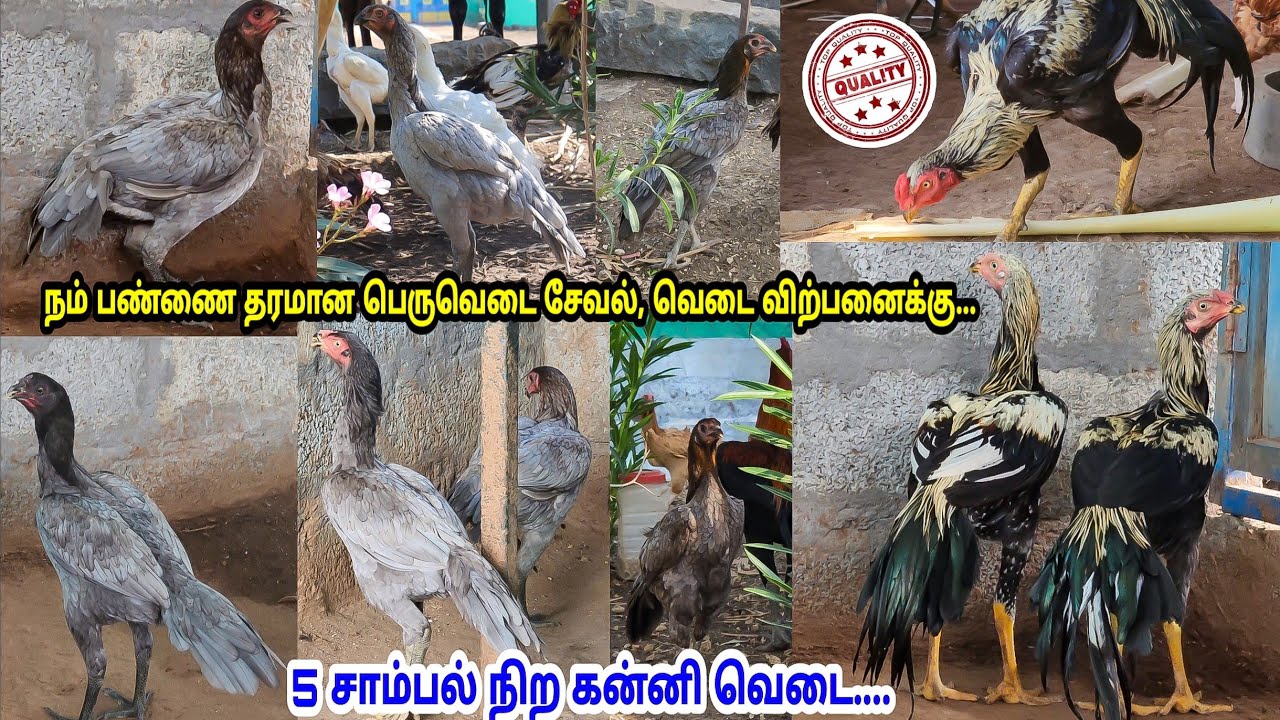 5 சாம்பல் பூதி கன்னிவெடை & பட்டா விற்பனைக்கு|Top Quality Kanni vedai Sales 6-8 Months Old Birds Sale