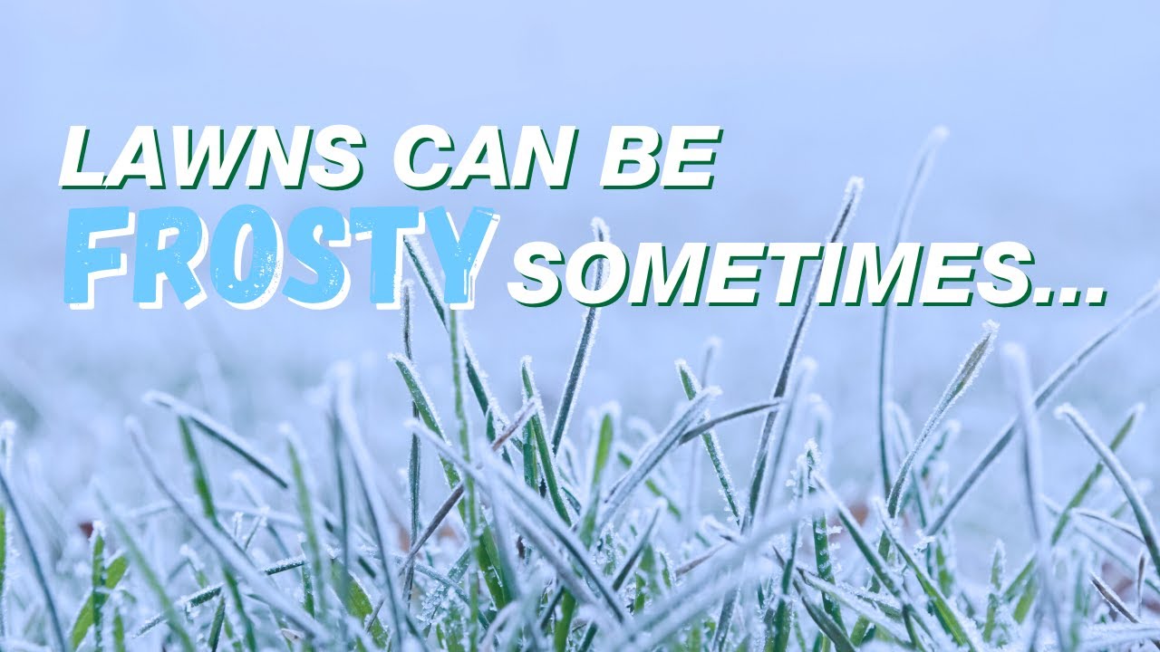 LAWNS CAN BE FROSTY SOMETIMES - HOW DO YOU DEAL WITH THEM?