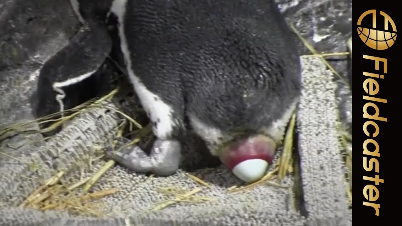 【貴重】ペンギンが産卵する瞬間