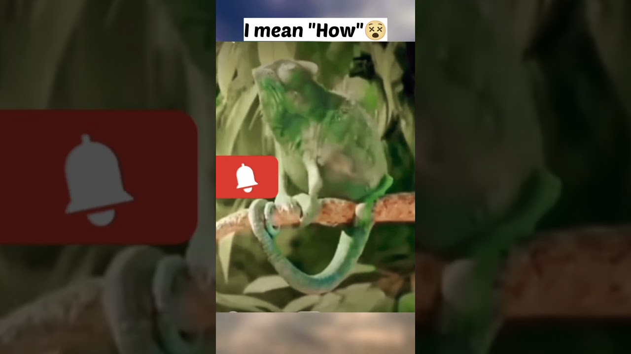 Girgit comedy || Chameleon || #shorts || #youtubeshorts || #bulletinnetwork
