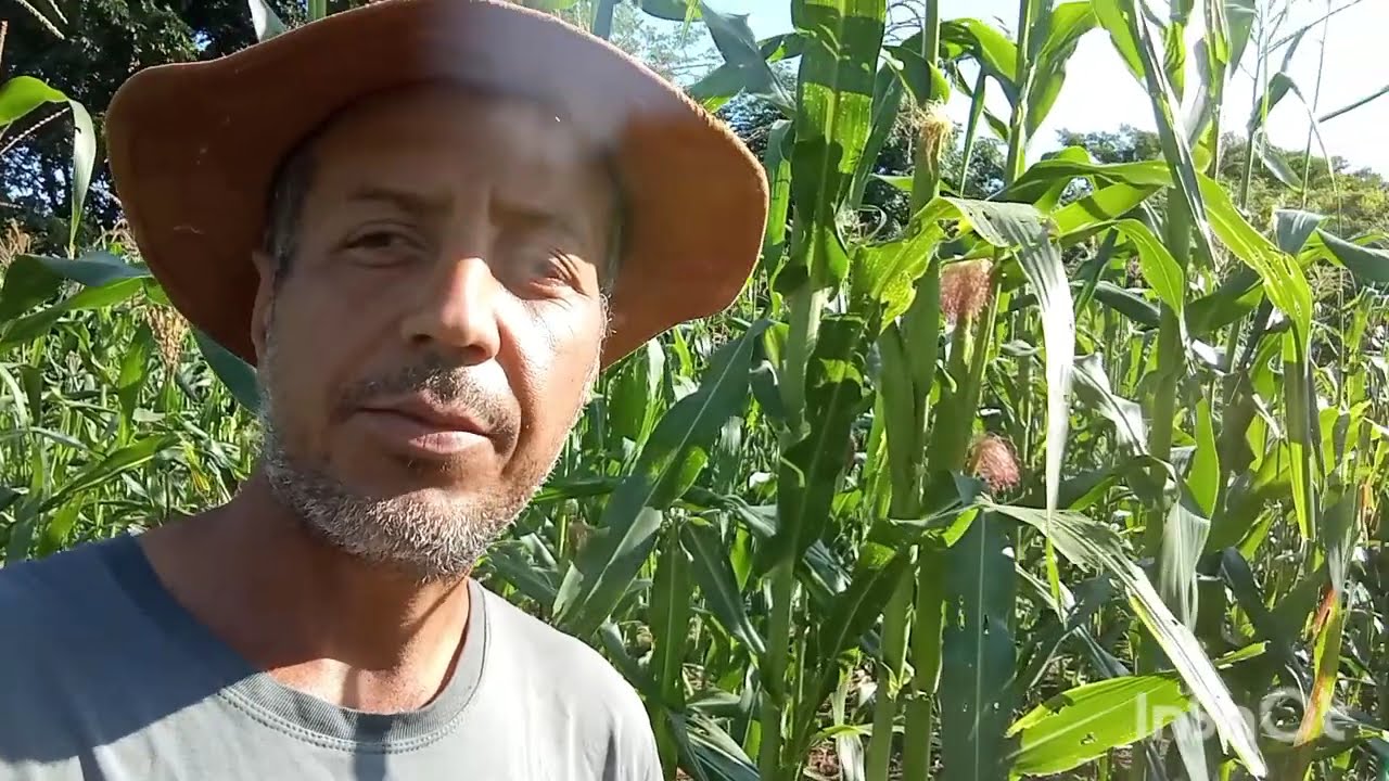 Como está nossas lavoura 