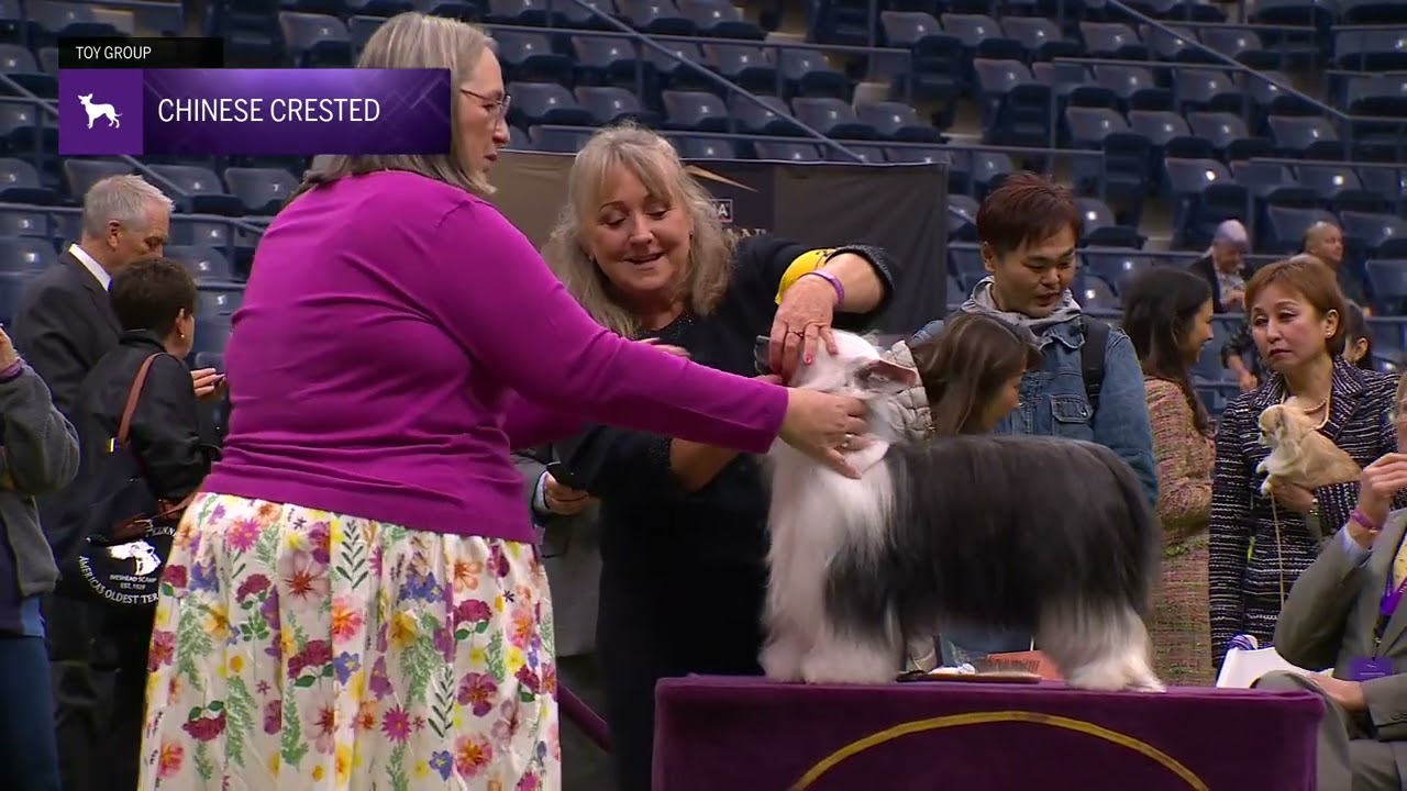 Chinese Cresteds | Breed Judging 2024