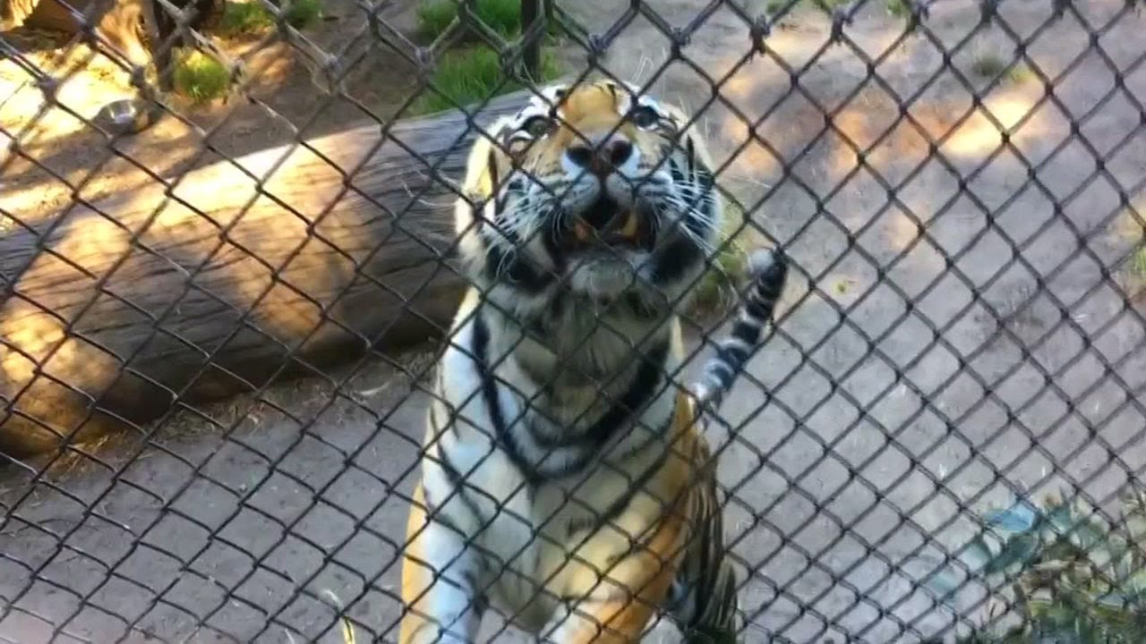 Man jumps fence of tiger enclosure, zoo responds