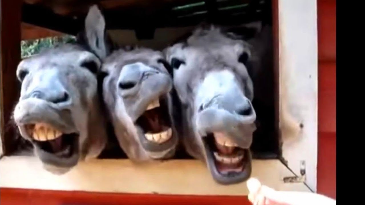 Funny Videos 2015 - Grappige Dieren Maken Van Grappige Geluiden Compilatie