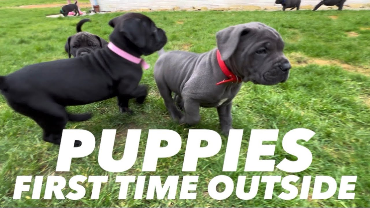 Mastiff Boerboel Puppies Go Outside For The First Time!