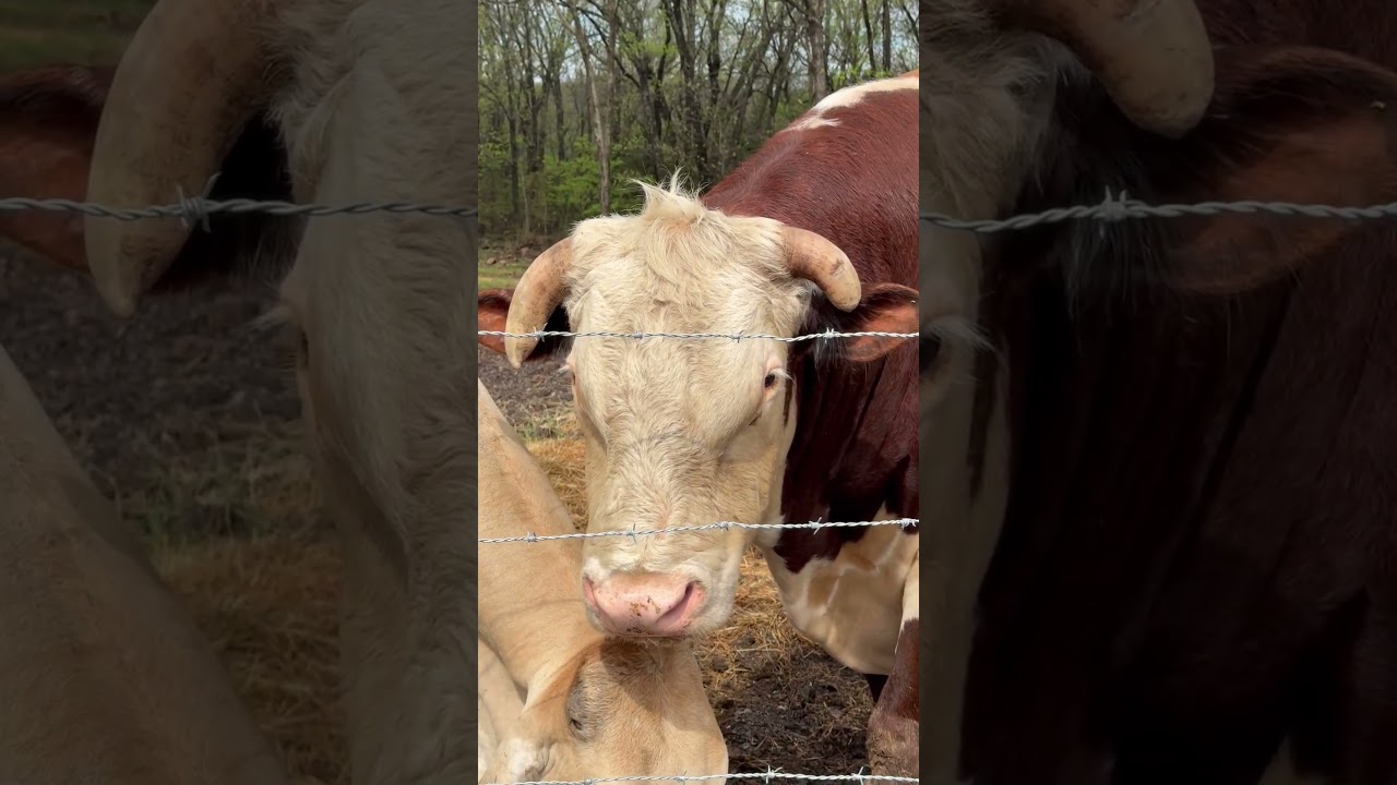 Полная видеозапись прямой трансляции с сегодняшнего утра. Пожалуйста, подпишитесь на канал.